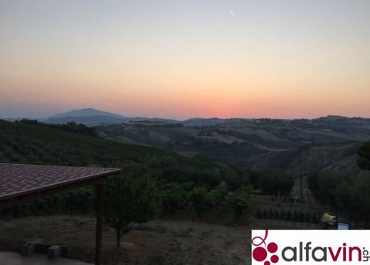 San Lazzaro, producteur de vins de Marches